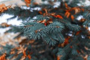 fond naturel naturel avec des feuilles d'automne sur une épinette verte photo