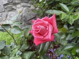 roses roses dans le jardin de roses roses. photo