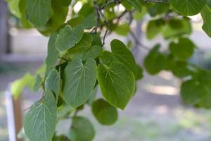 fond naturel avec des feuilles vertes cersis européen photo