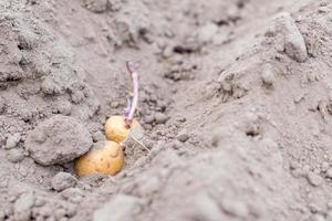 tubercule de pomme de terre germé dans le sol lors de la plantation. mise au point sélective. préparation au début du printemps pour la saison des jardins. gros plan de tubercule de pomme de terre dans un trou dans le sol. pommes de terre de semence. travail saisonnier. photo