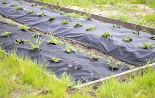 longs lits soignés de fraises recouverts d'agrofibre noire. un fraisier vert dans un trou spunbond noir foncé dans le sol. application de technologies modernes pour la culture des fraises. photo