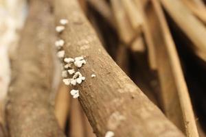 gros plan de champignons blancs poussant sur une surface en bois photo