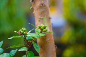 Ardisia lurida est un arbuste à feuilles persistantes ou un petit arbre pouvant atteindre 7 mètres de haut. la plante est récoltée dans la nature pour une utilisation locale comme aliment. photo