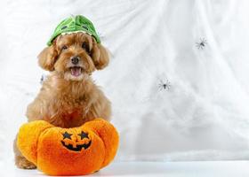 adorable chien caniche brun avec jouet citrouille assis sur fond de toile d'araignée d'araignées. photo
