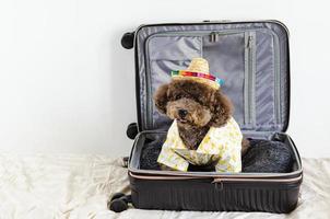 un adorable chien caniche noir portant un chapeau et une robe pour l'été lors d'un voyage