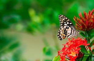 papillon coloré suçant le nectar des fleurs de pointe avec un fond vert frais. photo