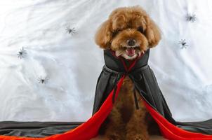 adorable chien caniche brun fait un visage effrayant avec une robe dracula photo
