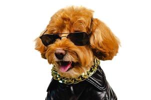 un adorable chien caniche toy marron souriant portant des lunettes de soleil, un collier doré et un habillage avec une veste en cuir pour le concept de voyage. photo