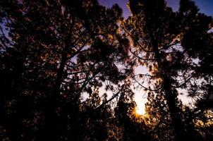 scène du matin dans la forêt photo