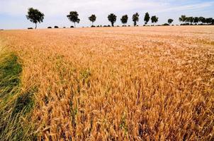 champ de blé texturé photo