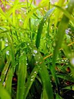 herbe verte avec goutte d'eau. herbe avec des gouttes de pluie. photographie de nature avec des gouttes de rosée d'herbe à feuilles persistantes. belles petites gouttes d'eau douce sur des feuilles vertes d'herbe. vue du matin. photo