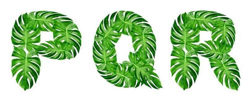 motif de feuilles vertes, alphabet de police p, q, r de feuille de monstera isolé sur fond blanc photo
