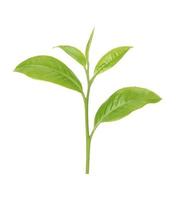 feuille de thé vert isolé sur fond blanc