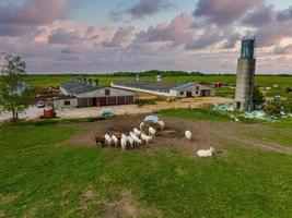 vue aérienne de nombreux boeufs broutant le jour d'été ensoleillé sur la ferme d'élevage de bétail. photo