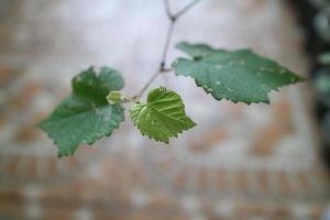 photo de jeunes pousses de vigne