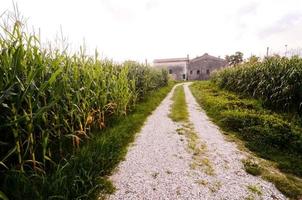 chemin de terre de campagne photo