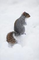 écureuil avec de la neige en hiver photo