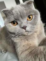 chat gris britannique. gros plan du museau. joli museau de chaton. photo