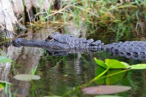 gros plan d'alligator à l'état sauvage photo