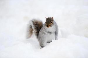 écureuil avec de la neige en hiver photo