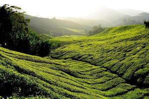champs de plantation de thé au lever du soleil photo