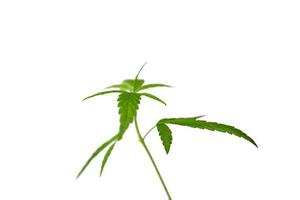 culture de cannabis, feuilles d'herbes vertes de marijuana. mise au point douce. photo