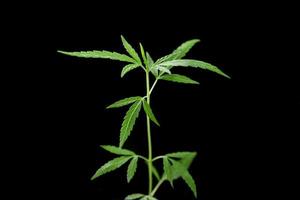 culture de cannabis, feuilles d'herbes vertes de marijuana. mise au point douce. photo