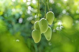 tas de mangues sur l'arbre.soft focus. photo