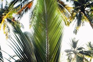 cocotiers sur une île tropicale en été photo