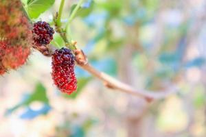 fruits frais de mûrier rouge sur une branche d'arbre photo