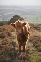 bébé vache highland photo