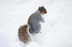 écureuil avec de la neige en hiver photo