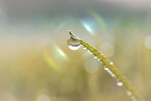 tomber sur l'herbe pendant la saison des pluies au printemps photo