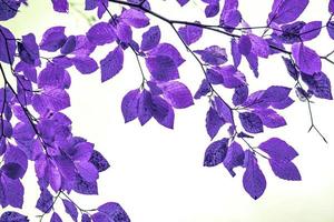 arbre violet feuilles abstrait photo