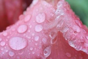 goutte de pluie macro sur fleur, fleur de glaïeul