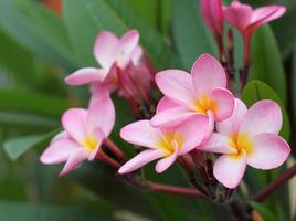 fleur de frangipanier photo