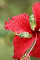 fleur d'hibiscus photo