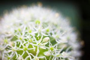 Oignon ornemental blanc en fleurs (allium) photo