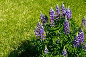 fleurs de lupin violet au soleil. plantes sauvages en fleurs. champ de lupins. photo
