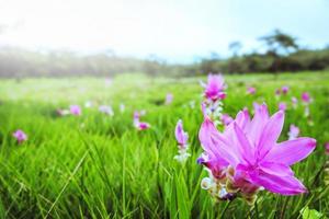 De belles fleurs roses de curcuma sessilis fleurissent dans la forêt tropicale, au parc national de pa hin ngam, province de chaiyaphum, thaïlande photo