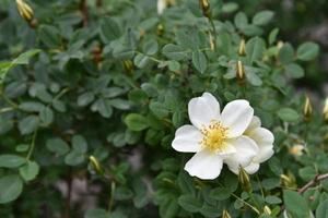 grandes fleurs d'églantier jaune sur un buisson en été photo