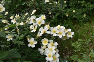 grandes fleurs d'églantier jaune sur un buisson en été photo