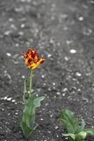 tulipes rouges et jaunes dans le jardin d'été photo