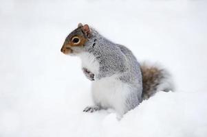 écureuil avec de la neige en hiver photo