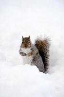 écureuil avec de la neige en hiver photo