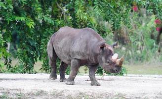 vue de marche de rhinocéros photo