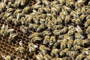 gros plan nids d'abeille photo