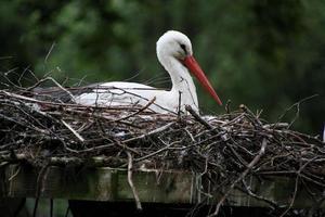 un gros plan d'une cigogne blanche photo