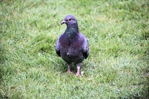 vue d'un pigeon ferel au sol photo