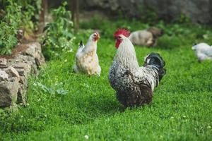 quelques belles poules se promènent dans la cour à la campagne avec de l'herbe verte. photo